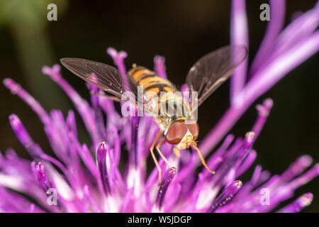 Marmalade hoverfly hat ein wunderschönes Muster Stockfoto