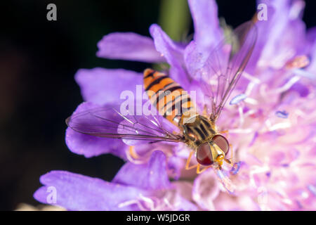 Marmalade hoverfly hat ein wunderschönes Muster Stockfoto