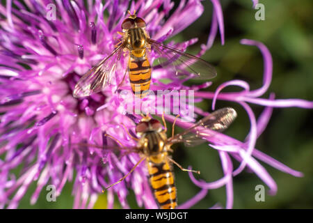 Marmalade hoverfly hat ein wunderschönes Muster Stockfoto