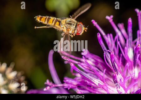 Marmalade hoverfly hat ein wunderschönes Muster Stockfoto