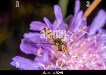 Marmalade hoverfly hat ein wunderschönes Muster Stockfoto