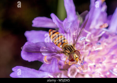 Marmalade hoverfly hat ein wunderschönes Muster Stockfoto