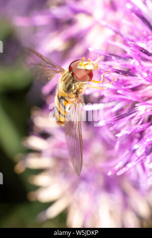 Hoverfly auf lila Blüte im Sommer Stockfoto