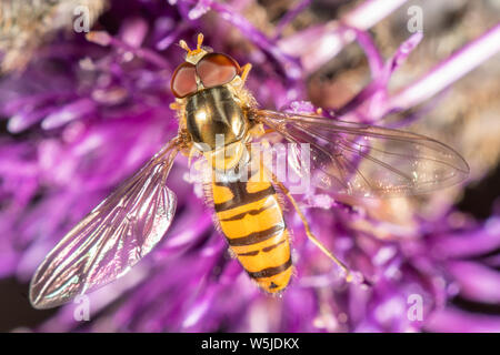 Hoverfly auf lila Blüte im Sommer Stockfoto