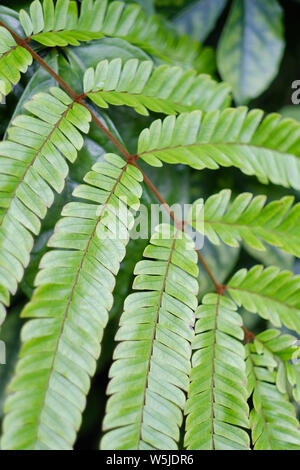 Helle grüne Blätter einer tropischen Pflanze in einem botanischen Garten Stockfoto