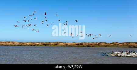 Eine große Gruppe von fliegende Flamingos in Namibia Stockfoto