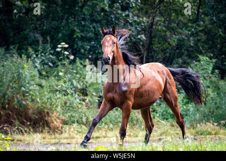 Ein Porträt von einem Pferd fast vollständig nach Laufen für eine Weile um in dem Feld vor einem Wald. Stockfoto