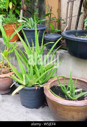 Gemüse und Kräuter, frische grüne Aloe Vera Pflanzen wachsen in einem Terrakottatopf, in der Traditionellen Medizin als Haut Behandlung eingesetzt. Stockfoto