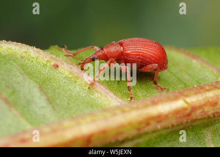 Apion sp Saatgut Rüsselkäfer kriechen auf der Unterseite des Dock leaf. Tipperary, Irland Stockfoto