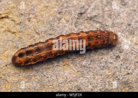 Dorsale Ansicht des Knoten motte True Lover's Caterpillar (Lycophotia porphyrea) ruht auf einem Felsen. Tipperary, Irland Stockfoto