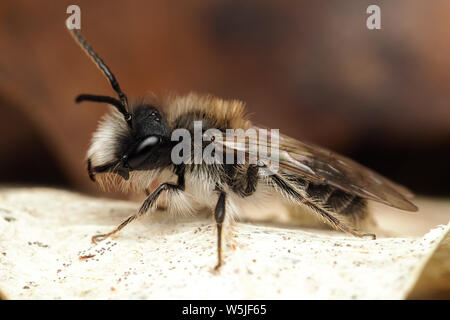 Männliche Sandkasten Bergbau Biene (Andrena barbilabris) in Ruhe auf die gefallenen Blätter. Tipperary, Irland Stockfoto