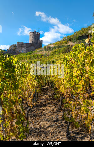 Die Burg Kaysersberg in der Mitte der Weinberge, Elsass, Frankreich, Ausläufern der Vogesen Stockfoto
