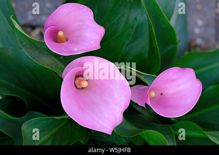 West Sussex, England, UK. Drei rosafarbenen Arum Lilien (Zantedeschia aethiopica) in voller Blüte, eine mit einer gemeinsamen schwarzen Garten Ant (Lasius Niger) innerhalb 1 Blume Stockfoto