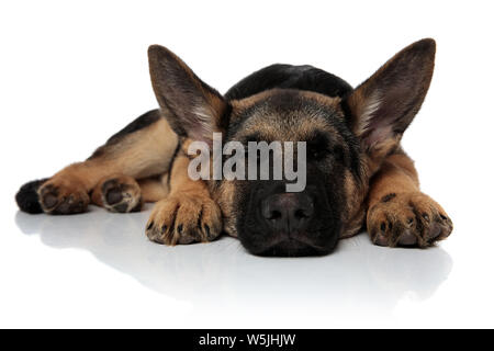 Süße schwarze und braune shepard Hund schlafen und liegen auf weißem Hintergrund Stockfoto