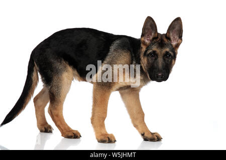 Seitenansicht von adorable Schwarz und Braun deutscher Schäferhund stehend auf weißem Hintergrund Stockfoto