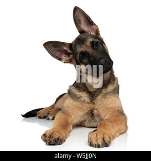 Adorable deutscher Schäferhund liegend auf weißem Hintergrund lehnt seinen Kopf zu Seite Stockfoto