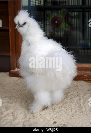 Rückansicht eines jungen Silkie Henne Stockfoto