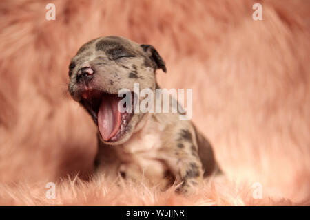 Seitenansicht des niedlichen braunen American Bully Welpen sitzen und Gähnen auf pink furry Hintergrund Stockfoto