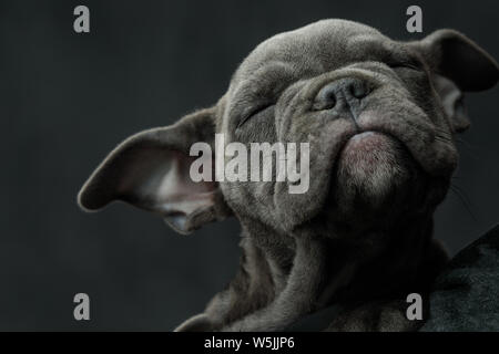 Adorable american Bully Welpen Hund genießen ihre Schlafplätze auf grauem Hintergrund, closeu Bild Stockfoto