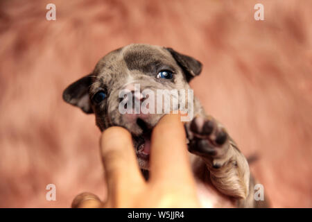 Vorderansicht des niedlichen braunen American Bully Welpen spielen auf pink furry Hintergrund Stockfoto