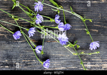 Blumen der Gemeinsamen Zichorien - Cichorium intybus - auf einem dunklen Hintergrund Stockfoto