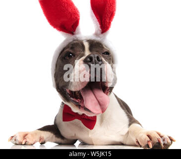 Klassische amerikanische Tyrann mit Funny Face Red Rabbit Ears Hosen tragen und sieht bis zu Seite beim Liegen auf weißem Hintergrund Stockfoto