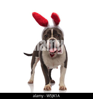 Gerne american Bully das Tragen der roten Osterhasen Ohren und bowtie Hosen und steht auf weißem Hintergrund Stockfoto