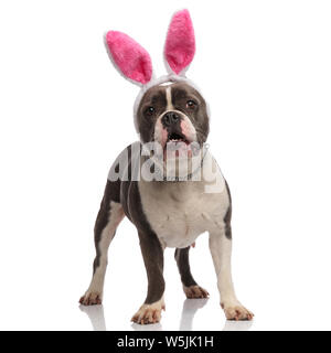 Erschrocken american Bully gekleidet als Osterhase sieht beim Stehen o weißen Hintergrund zu Seite Stockfoto