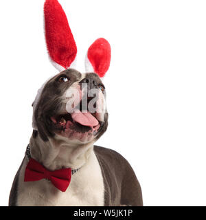 Kopf von adorable Bunny american Bully suchen beim Stehen auf weißen Hintergrund und das Tragen der roten bowtie Stockfoto