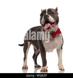 Aufgeregt american Bully das Tragen der roten bowtie Hosen und schaut zur Seite beim Stehen auf weißem Hintergrund Stockfoto