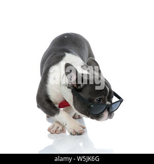 Französische Bulldogge mit roter Fliege und schwarzer Sonnenbrille Weg suchen Suchen mit dem Kopf nach unten und gekreuzten Pfoten auf weißem Hintergrund Stockfoto