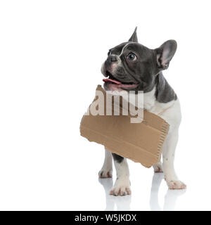 Obdachlose französische Bulldogge mit Karton an seinem Hals betteln mit seiner Zunge ausgesetzt, wenn Sie auf der Suche Stockfoto