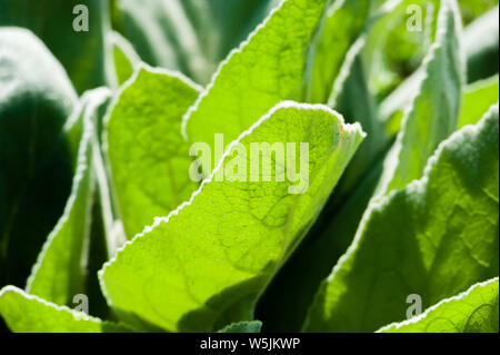 Detail von Durchscheinenden grünen Pflanze, die durch Sonnenlicht beleuchtet. Stockfoto