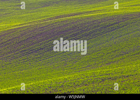 Rolling Hills von grüne Weizenfelder. Erstaunliche fairy minimalistischer Landschaft mit Wellen, Berge, sanften Hügeln. Abstrakte Natur Hintergrund. Litauen Stockfoto