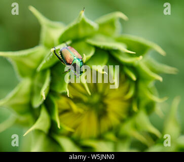 Eine Aussa Juni Käfer, Käfer, Phyllophaga klammert sich an die inneren Blätter einer Sonnenblume in Raleigh, North Carolina Stockfoto