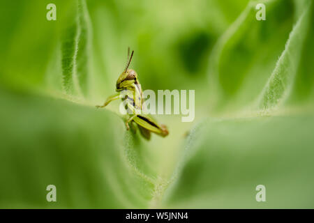 Eine kleine 2-gestreifte grasshopper Sitzstangen auf dem Blatt einer Sonnenblume in Raleigh, North Carolina, im Sommer 2019. Stockfoto