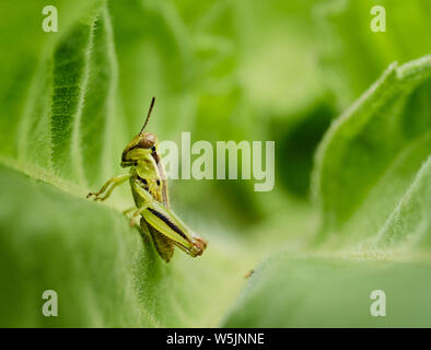 Eine kleine 2-gestreifte grasshopper Sitzstangen auf dem Blatt einer Sonnenblume in Raleigh, North Carolina, im Sommer 2019. Stockfoto