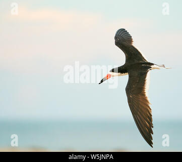 Ein schwarzes Abstreicheisen fliegt über die Kolonie von Skimmer und mindestens Seeschwalben in Wrightsville Beach in Wilmington, North Carolina, im Juli 2019. Stockfoto