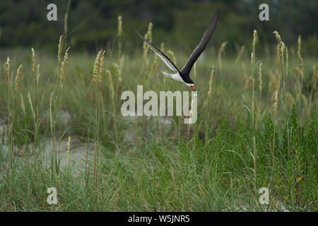 Ein schwarzes Abstreicheisen schlängelt sich durch Sea Oats auf dem Weg seine Jungen an der Kolonie auf Wrightsville Beach in Wilmington, North Carolina, USA zu füttern Stockfoto