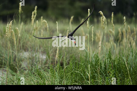 Ein schwarzes Abstreicheisen schlängelt sich durch Sea Oats auf dem Weg seine Jungen an der Kolonie auf Wrightsville Beach in Wilmington, North Carolina, USA zu füttern Stockfoto