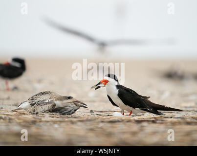 Ein Schwarzes abstreicheisen Feeds ihre Küken an der Kolonie auf Wrightsville Beach, Wilmington, North Carolina Stockfoto