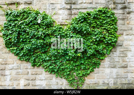 Grosse Blumen Herzen von Efeu an einer Wand Stockfoto