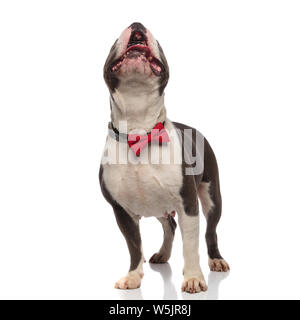 Neugierig american Bully das Tragen der roten bowtie und Kragen schaut beim Stehen auf weißen Hintergrund und keuchend Stockfoto