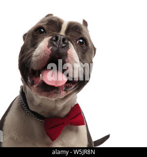 Leiter der fröhliche amerikanische Bully das Tragen der roten bowtie keuchend beim Stehen auf weißem Hintergrund Stockfoto