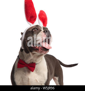 Nahaufnahme der neugierig American bully das Tragen der roten Osterhasen Ohren stehen auf weißen Hintergrund und sah zum Seite Stockfoto