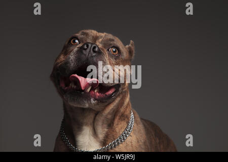 Portrait von freudiger American bully keuchend beim Stehen auf grauen Hintergrund und Suchen Stockfoto