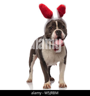 Cute american Bully das Tragen der roten bowtie und Red Rabbit Ears Stirnband schaut zur Seite, während keuchend und stehend auf weißem Hintergrund Stockfoto