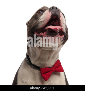 Portrait von überrascht American bully das Tragen der roten bowtie suchen beim Stehen auf weißem Hintergrund Stockfoto