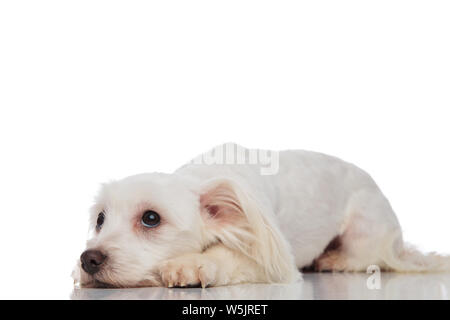 Cute bich⁬on liegt auf weißem Hintergrund und sieht bis zu Seite Stockfoto