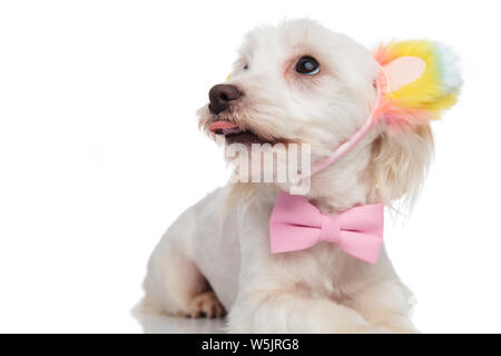 Nahaufnahme der elegante keuchend Bichon tragen farbige Bär Ohren Stirnband bis auf die Seite beim Liegen auf weißem Hintergrund Stockfoto